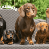 Dachshunds with IVDD, Best Strollers & Carriers