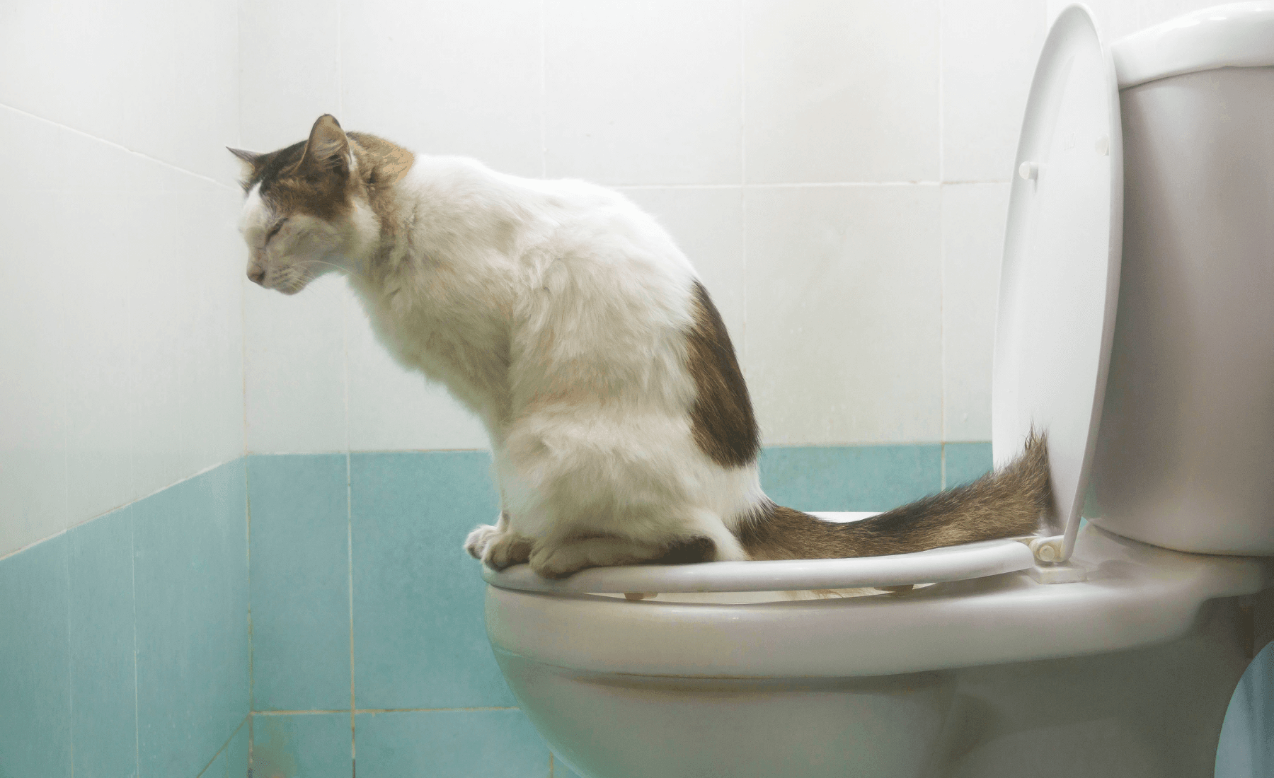 DIY Tips for training your cat to use the Loo