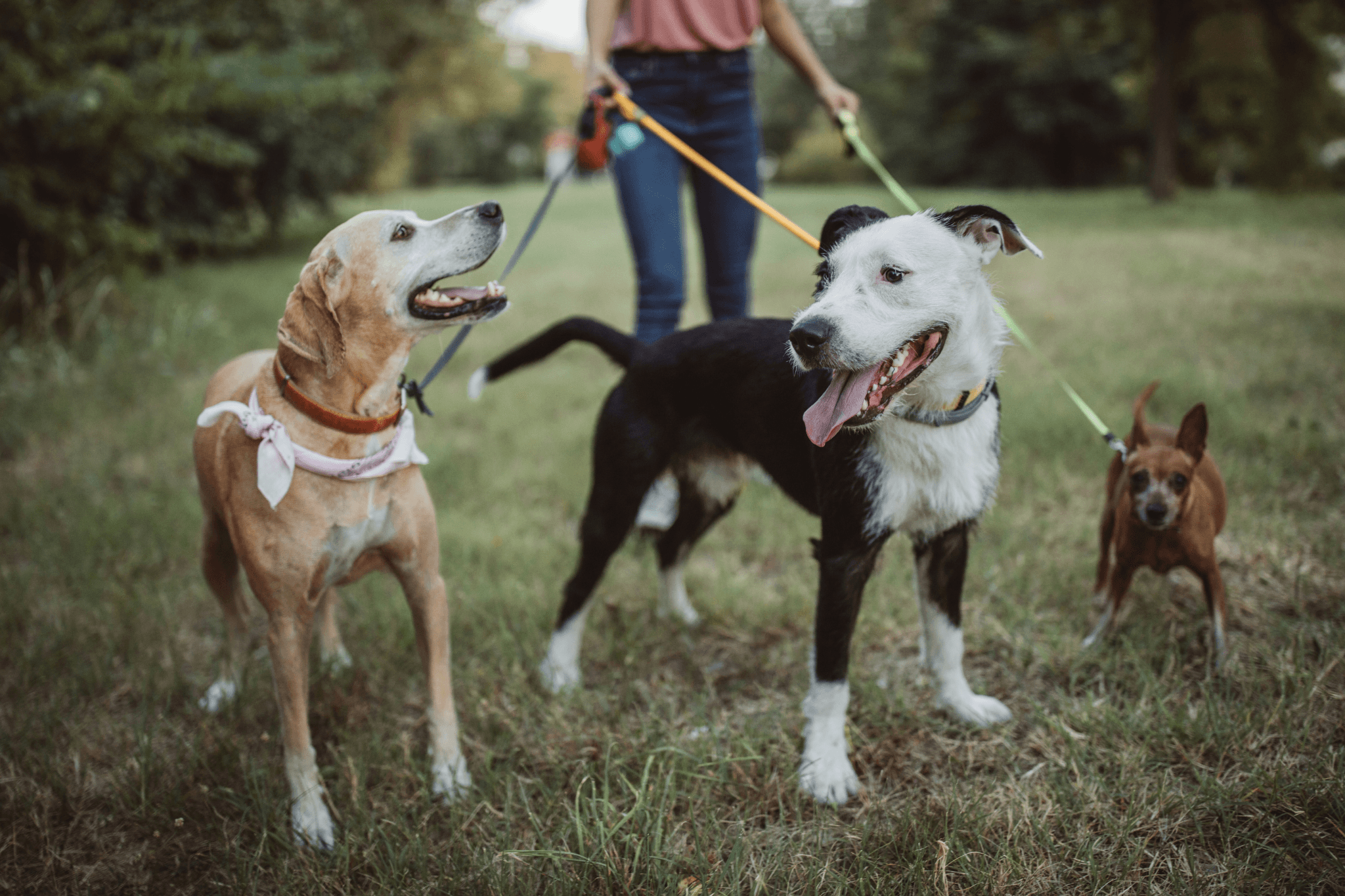 Top 5 UK Pet Sitting Membership Exchange Websites