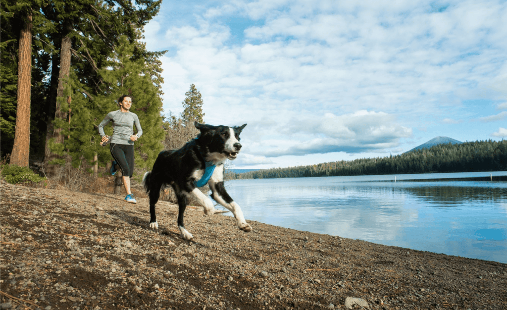 A guide to choosing the right dog harness