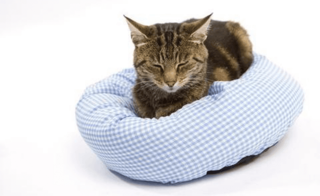 Arthritis in Cats