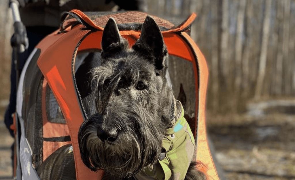 Best Dog Stroller for Hiking in the UK