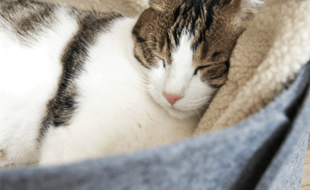 Design Award Winning Dot Felt Cat Lair
