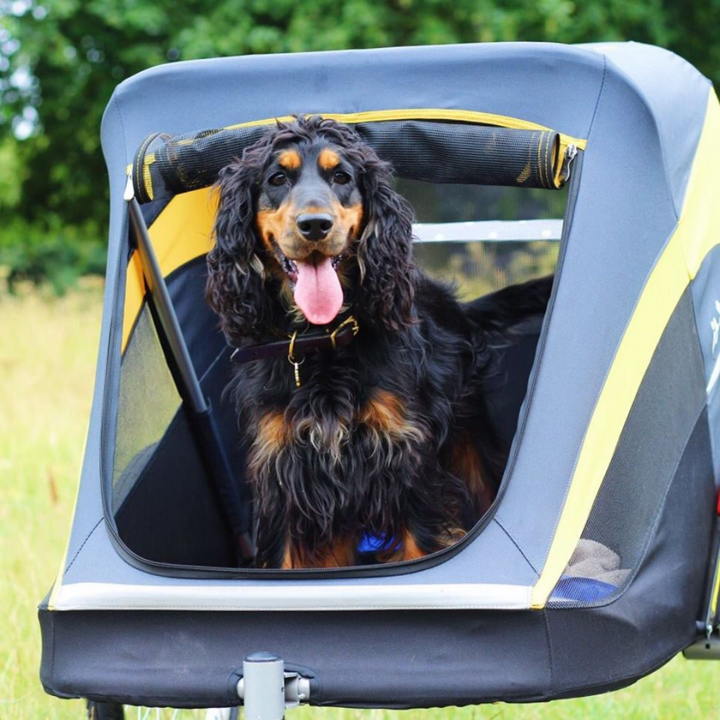 Do Dogs Like to Ride in Strollers?