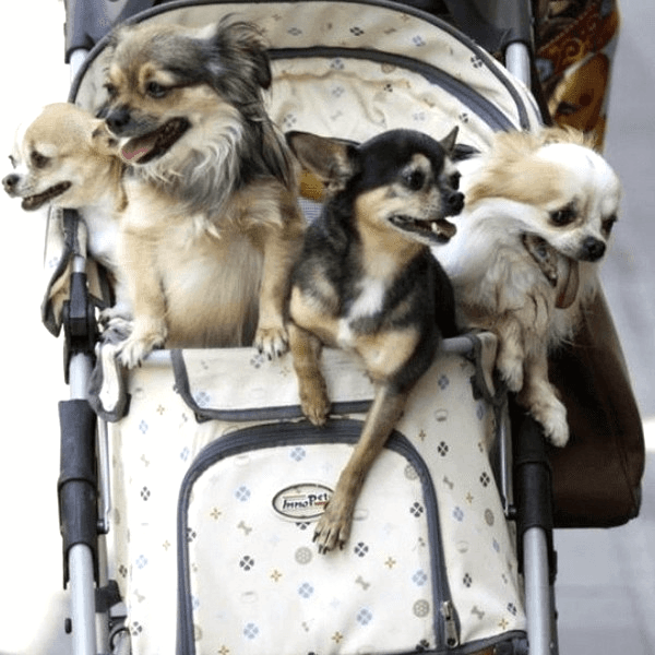 Dog Pushchair features you should look for