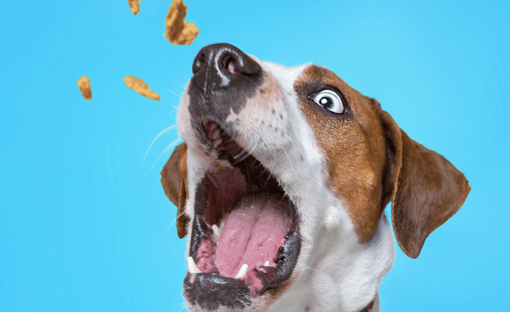 Homemade Treats For Your Dog