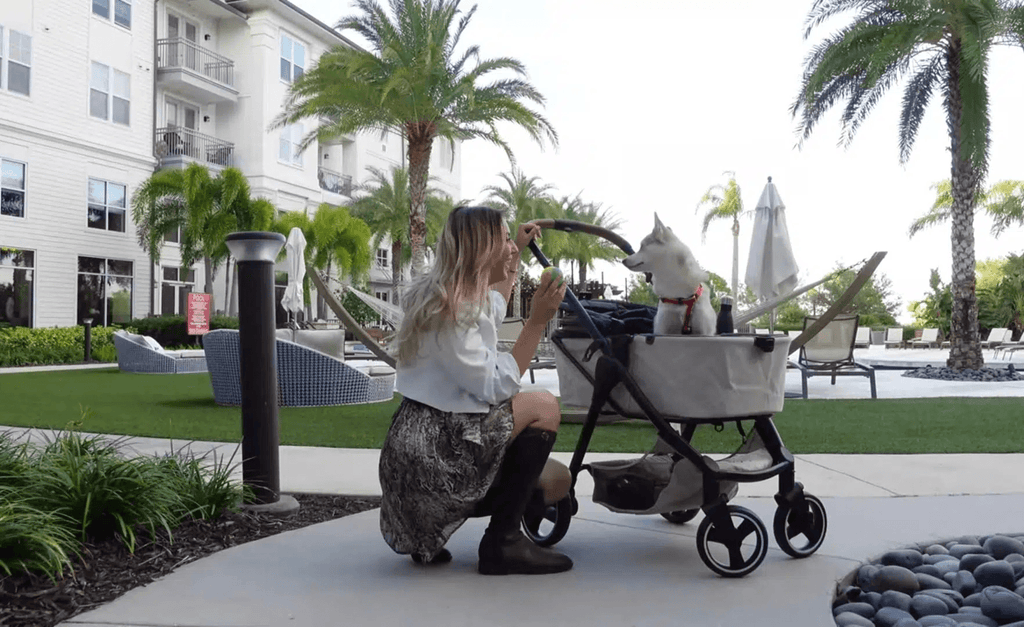 How to Introduce and Train Your Dog to Use a Doggy Pram