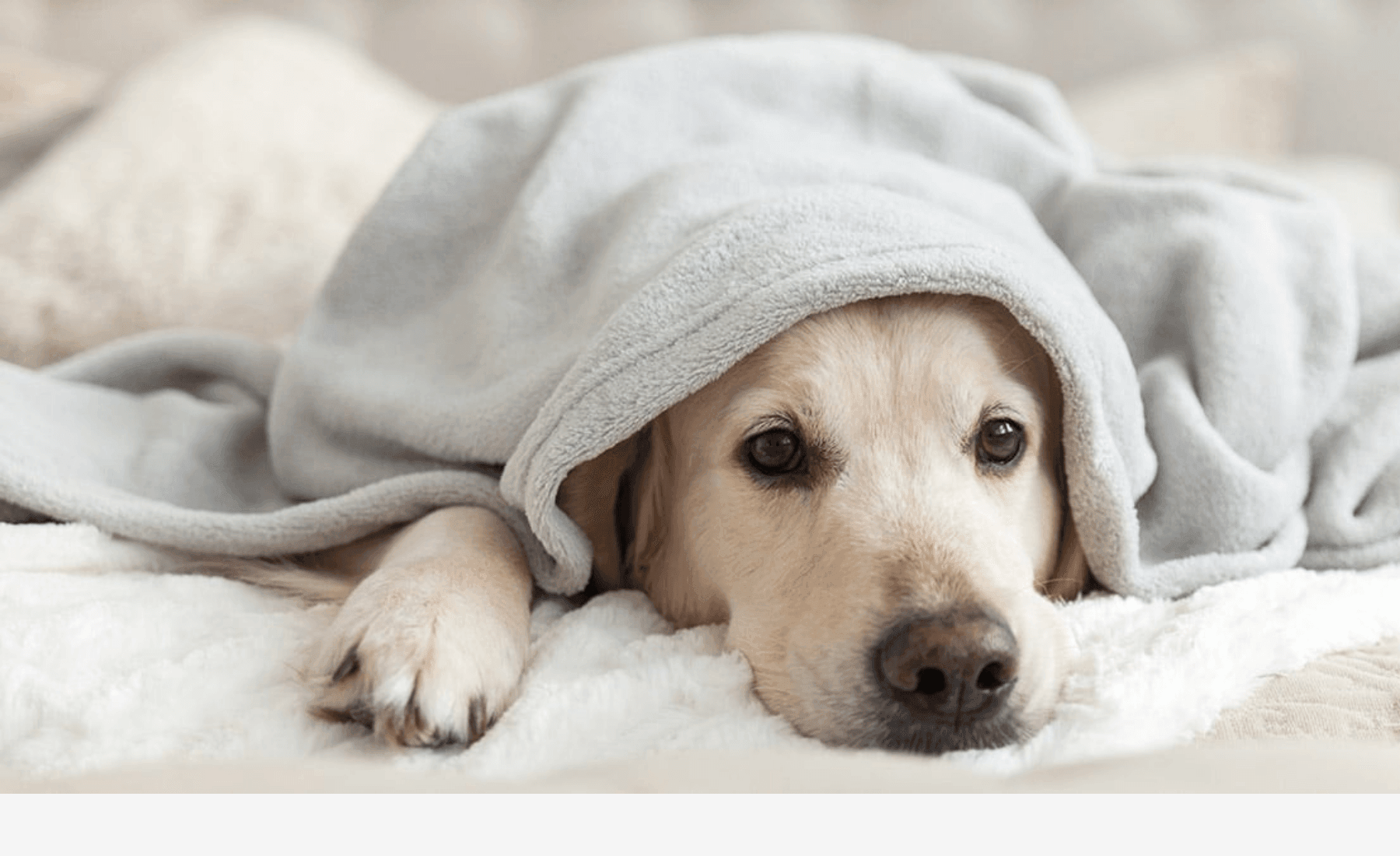 Is your dog feeling blue?