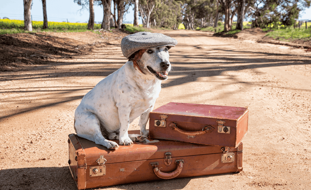 Road Tripping with your furry best friend in tow.