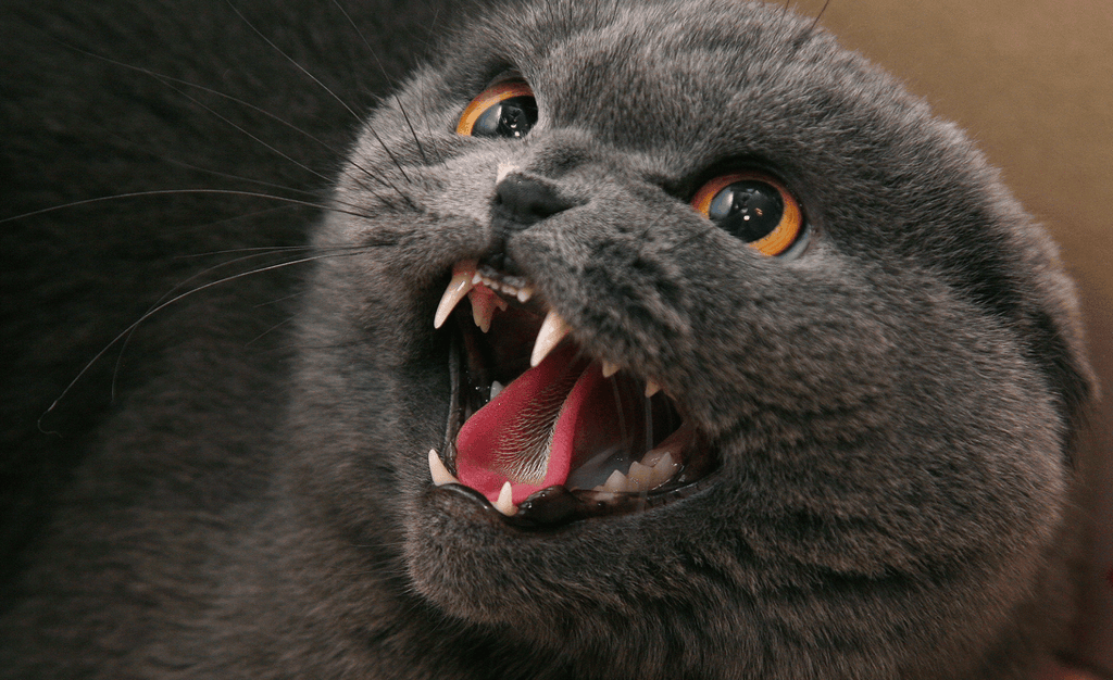 Say Goodbye to Intruder TomCat