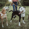 Top 5 UK Pet Sitting Membership Exchange Websites