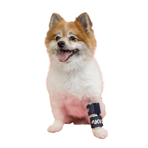 Balto® Bone – Fracture Brace - Pets Own Us - Balto - BTBONEXS United Kingdom
