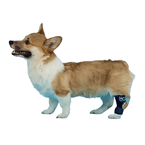 Balto® Hock – Hock Brace - Pets Own Us - Balto - BTHOCKXS United Kingdom