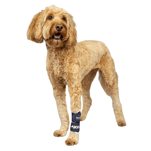 Balto® Joint – Carpal Compression Band - Pets Own Us - Balto - BTJOINTXS United Kingdom