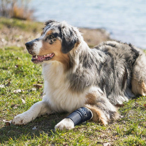 Balto® Joint – Carpal Compression Band - Pets Own Us - Balto - BTJOINTXS United Kingdom