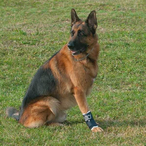 Balto® Joint – Carpal Compression Band - Pets Own Us - Balto - BTJOINTXS United Kingdom