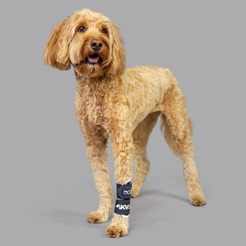 Balto® Joint – Carpal Compression Band - Pets Own Us - Balto - BTJOINTXS United Kingdom