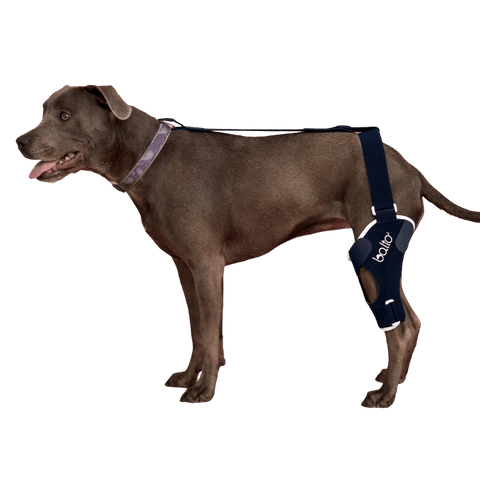 Balto® Jump – Knee Brace [Left & Right] - Pets Own Us - Balto - BTJUMPXXSL United Kingdom