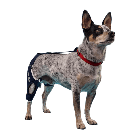 Balto® Jump – Knee Brace [Left & Right] - Pets Own Us - Balto - BTJUMPXXSL United Kingdom