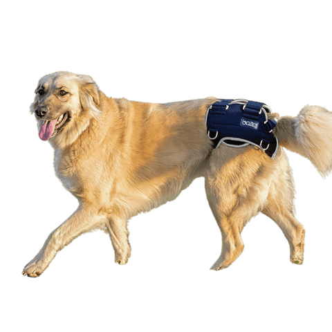 Balto® Life – Hip Dysplasia Brace - Pets Own Us - Balto - BTLIFEXS United Kingdom