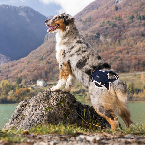 Balto® Life – Hip Dysplasia Brace - Pets Own Us - Balto - BTLIFEXS United Kingdom