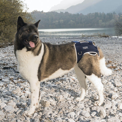 Balto® Life – Hip Dysplasia Brace - Pets Own Us - Balto - BTLIFEXS United Kingdom