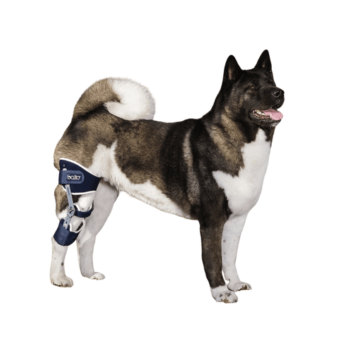 Balto® Ligatek – Adjustable Hinged Knee Brace - Pets Own Us - Balto - BTLIGSL United Kingdom