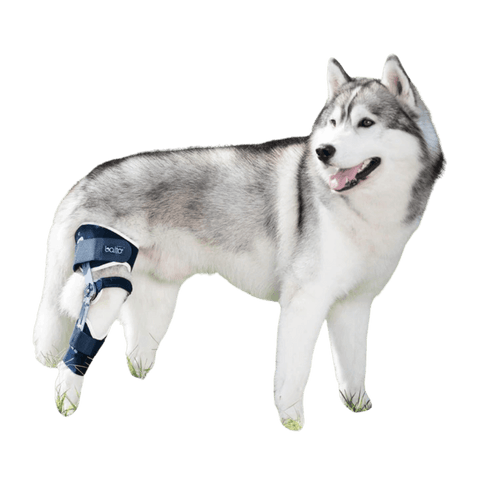 Balto® Ligatek – Adjustable Hinged Knee Brace - Pets Own Us - Balto - BTLIGSL United Kingdom