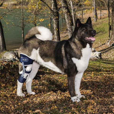 Balto® Ligatek – Adjustable Hinged Knee Brace - Pets Own Us - Balto - BTLIGSL United Kingdom