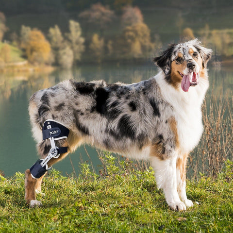 Balto® Ligatek – Adjustable Hinged Knee Brace - Pets Own Us - Balto - BTLIGSL United Kingdom