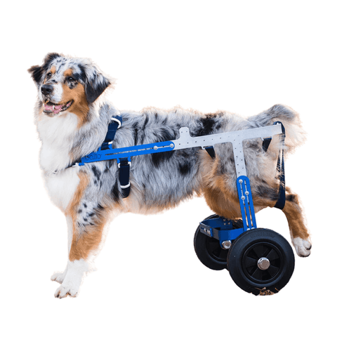 Balto® Off-Road – Adjustable Orthopedic Wheelchair - Pets Own Us - Balto - BTOFFROADS United Kingdom