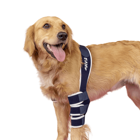 Balto® Soft – Elbow Brace - Pets Own Us - Balto - BTSOFTSL United Kingdom