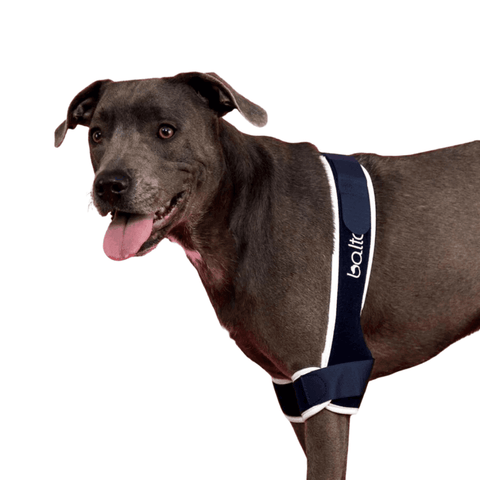 Balto® Soft – Elbow Brace - Pets Own Us - Balto - BTSOFTSL United Kingdom