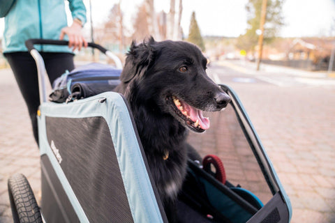 Burley Dog Bike Trailer & Dog Stroller | 2-in-1 Bark Ranger™ - Pets Own Us - Burley - BUR947106 United Kingdom