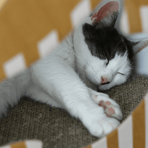 Cardboard Mat for Mia Reversible Cat Cave by MyKotty - Pets Own Us - MyKotty - United Kingdom