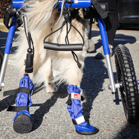 Dog Wellies Walkin’ All-Weather Boots - Set - Pets Own Us - Wheels4Dogs - United Kingdom