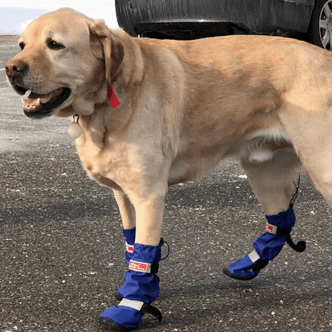 Dog Wellies Walkin’ All-Weather Boots - Set - Pets Own Us - Wheels4Dogs - United Kingdom