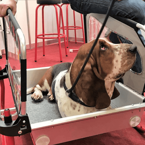 Doggy Tourer | Dog Bike Trailer | Snoopy | M - Pets Own Us - Doggy Tourer - KD-111000 United Kingdom