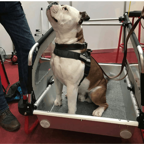 Doggy Tourer | Dog Bike Trailer | Snoopy | M - Pets Own Us - Doggy Tourer - KD-111000 United Kingdom