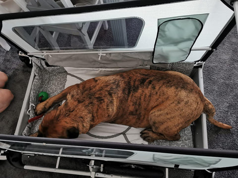 DoggyTourer | Dog Bike Trailer | Beethoven | XL - Pets Own Us - Doggy Tourer - KD-131000 United Kingdom