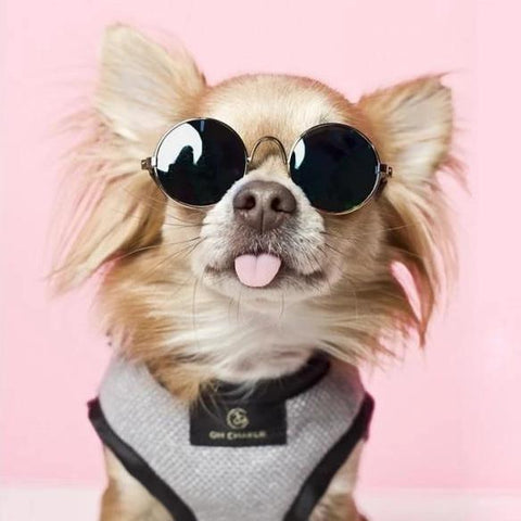 Elite Harnesses by Oh Charlie - Cafe Au Lait & Back - Pets Own Us - Oh Charlie - United Kingdom
