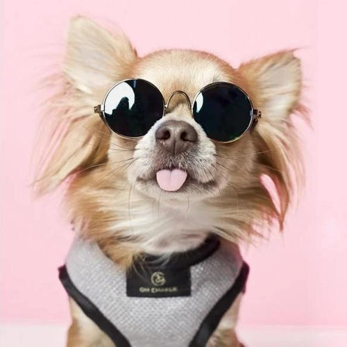 Elite Harnesses by Oh Charlie - Cafe Au Lait & Back - Pets Own Us - Oh Charlie - United Kingdom