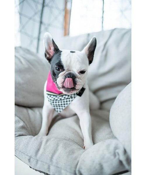 Fashion Bandana by Oh Charlie - Pink /Black - Pets Own Us - Oh Charlie - United Kingdom