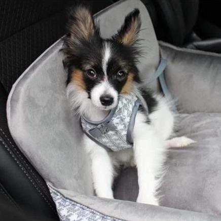 Glamour Car Seat LUXURY by Oh Charlie - Grey - Pets Own Us - Oh Charlie - United Kingdom
