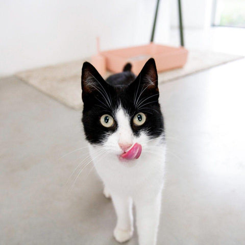 Hoopo® Poh Litter Box for Larger Cats | Pink - Pets Own Us - Hoopo - United Kingdom