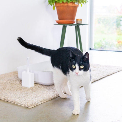 Hoopo® Poh Litter Box for Larger Cats | White - Pets Own Us - Hoopo - United Kingdom