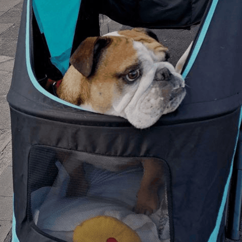 Innopet® Mamut XLarge Dog Pram | For Dogs upto >50kgs | Blue/Black | 2-Year Extended Warranty | Free Rain Cover - Pets Own Us - Innopet - IPS-038/OB United Kingdom