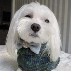 Knitted Sweater LUXURY Precius by Oh Charlie - Emerald - Pets Own Us - Oh Charlie - United Kingdom