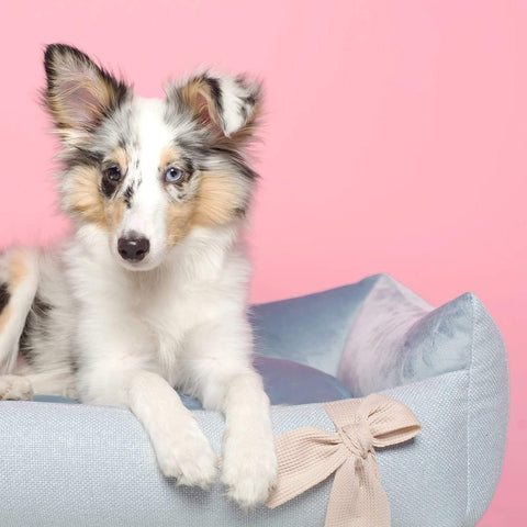 Mayliss Luxury Dog Bed by Oh Charlie - Pastel Blue - Pets Own Us - Oh Charlie - United Kingdom