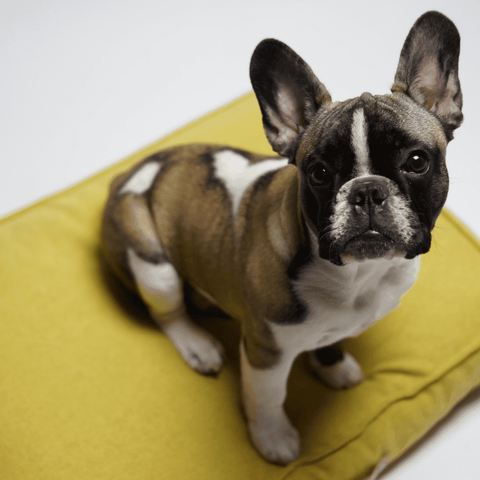 MØVIK Luxury Dog Bed by Labbvenn in Honey - Pets Own Us - Labbvenn - United Kingdom